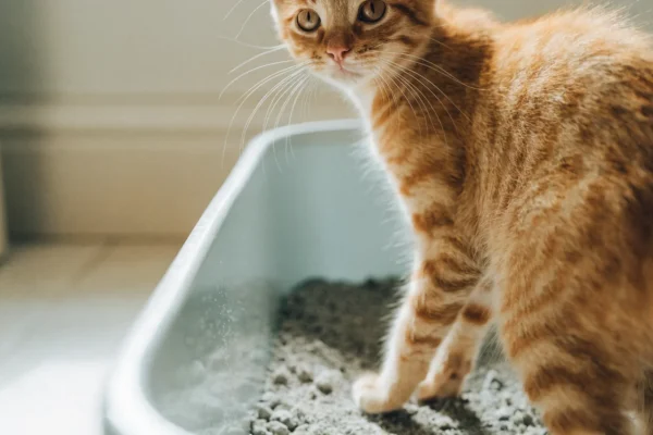 Orange tabby kitten stepping into a litter box during litter training