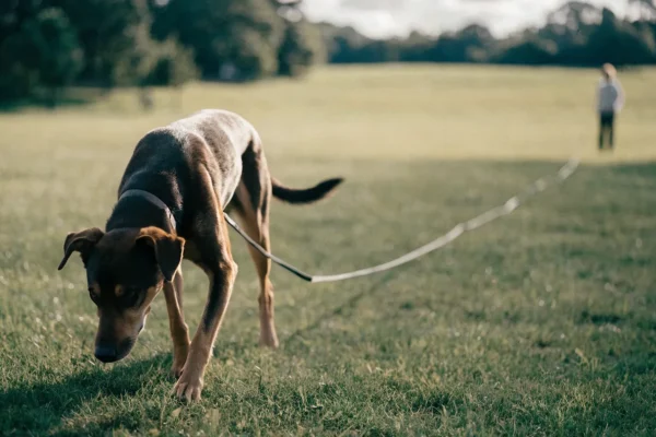 Dog exploring on a long training line while handler maintains safety distance during recall training