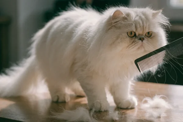 Longhair cat being carefully combed to prevent mat formation