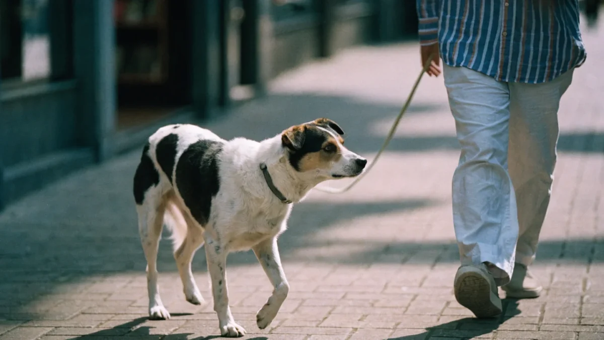 Loose Leash Walking: How to Stop Your Dog From Pulling (For Good)