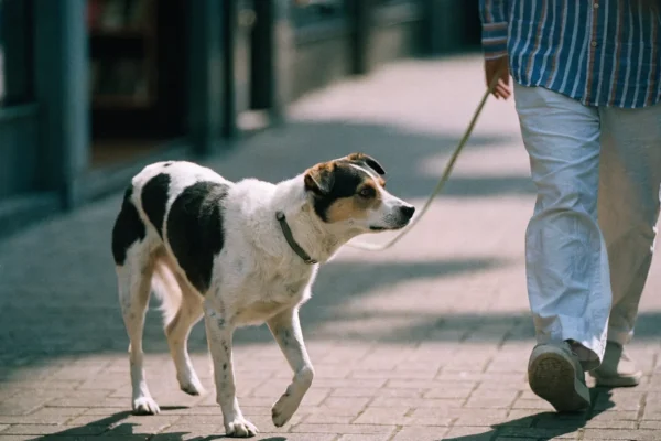 Dog walking with visible slack in leash during loose-leash walking training