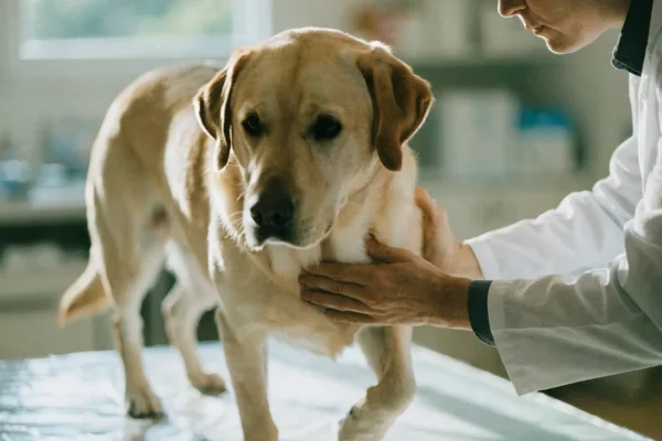 Veterinarian carefully examining a Labrador Retriever's skin for lumps during a wellness check