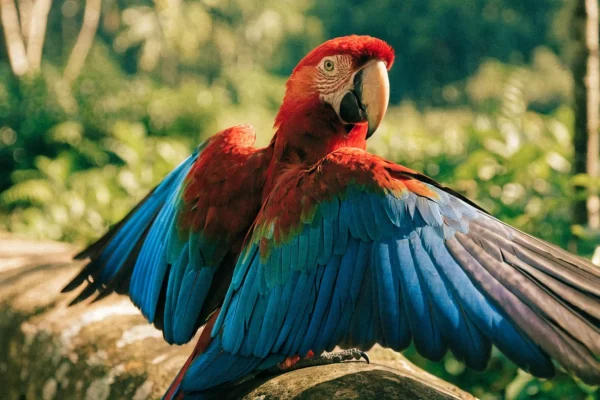 Scarlet macaw stretching its wings on an outdoor perch with tropical garden in the background