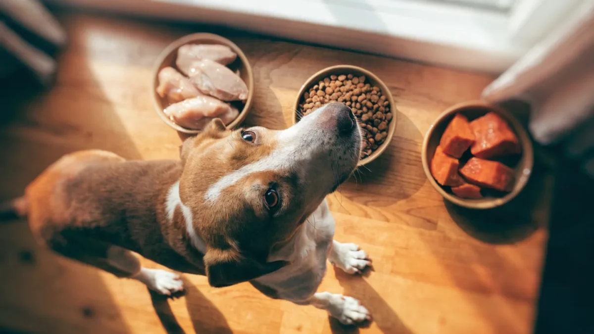 Understanding Macronutrients in Dog Food: Proteins, Fats, and Carbohydrates
