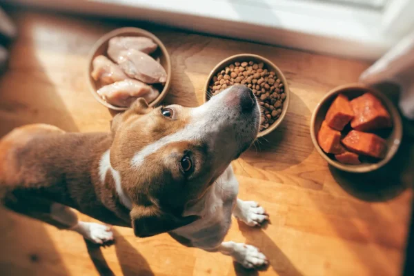 Three bowls showing protein, carbohydrate, and fat sources in dog food on a wooden surface