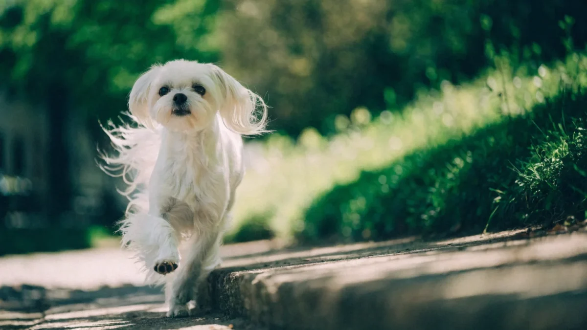 5 Common Misconceptions About Maltese Dogs