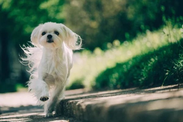 White Maltese dog trotting confidently across a sunlit garden path