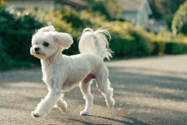 Small white Maltese dog trotting along a paved path during a morning walk