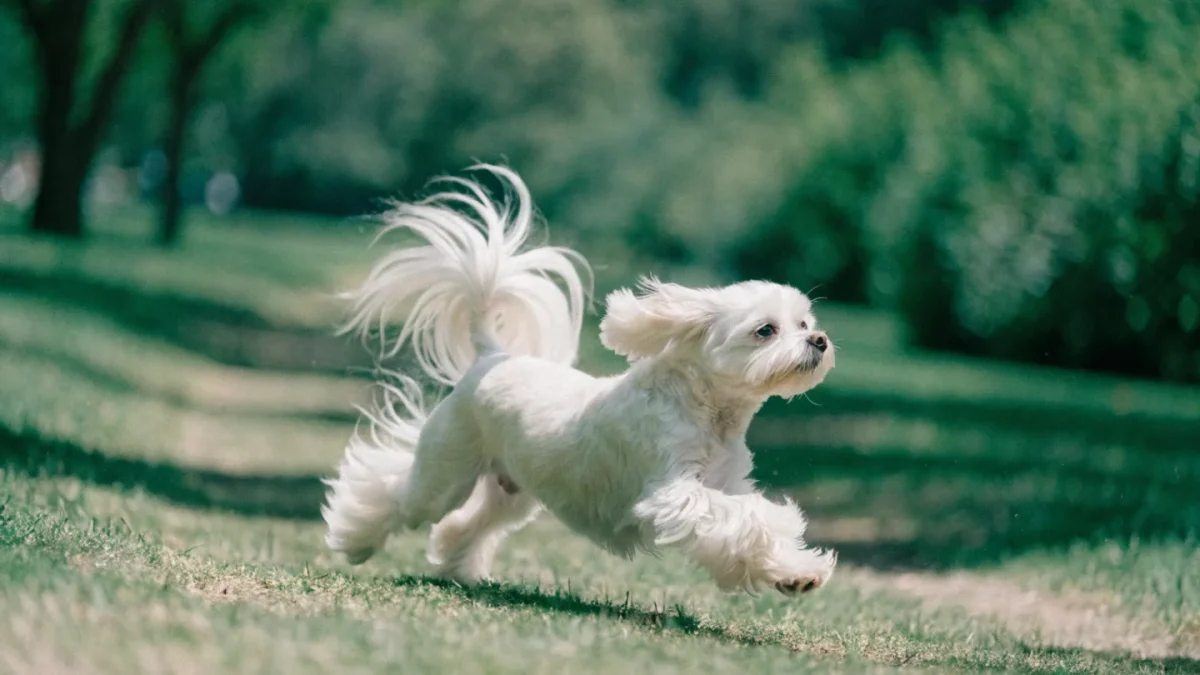 Maltese Genetics: White Coat Gene, Tear Staining, and Size Inheritance