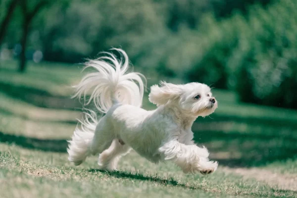 Small white Maltese dog with long silky coat walking in a grassy park