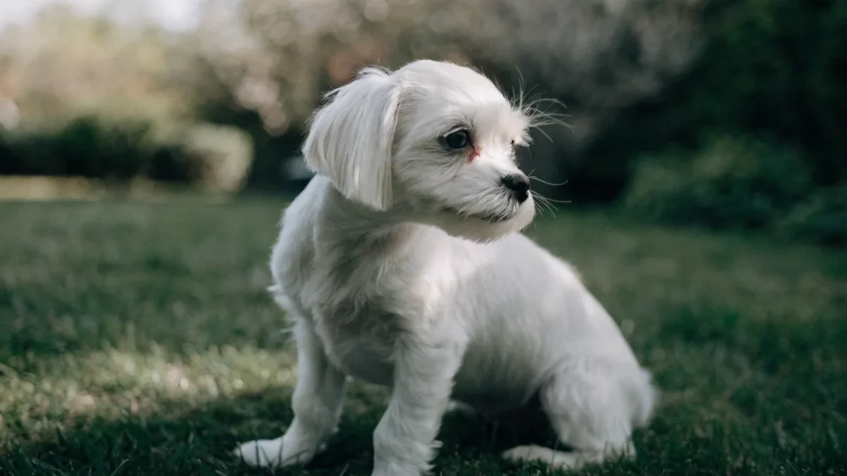 Maltese Puppy Buying Guide: What to Look For