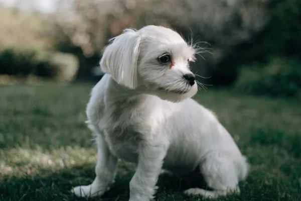 Small white Maltese puppy with a silky coat sitting on a grassy lawn