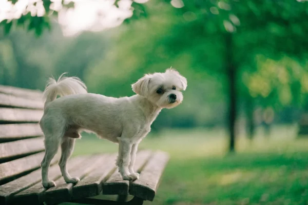 Alert white Maltese standing confidently on a park bench in soft morning light with blurred green foliage behind