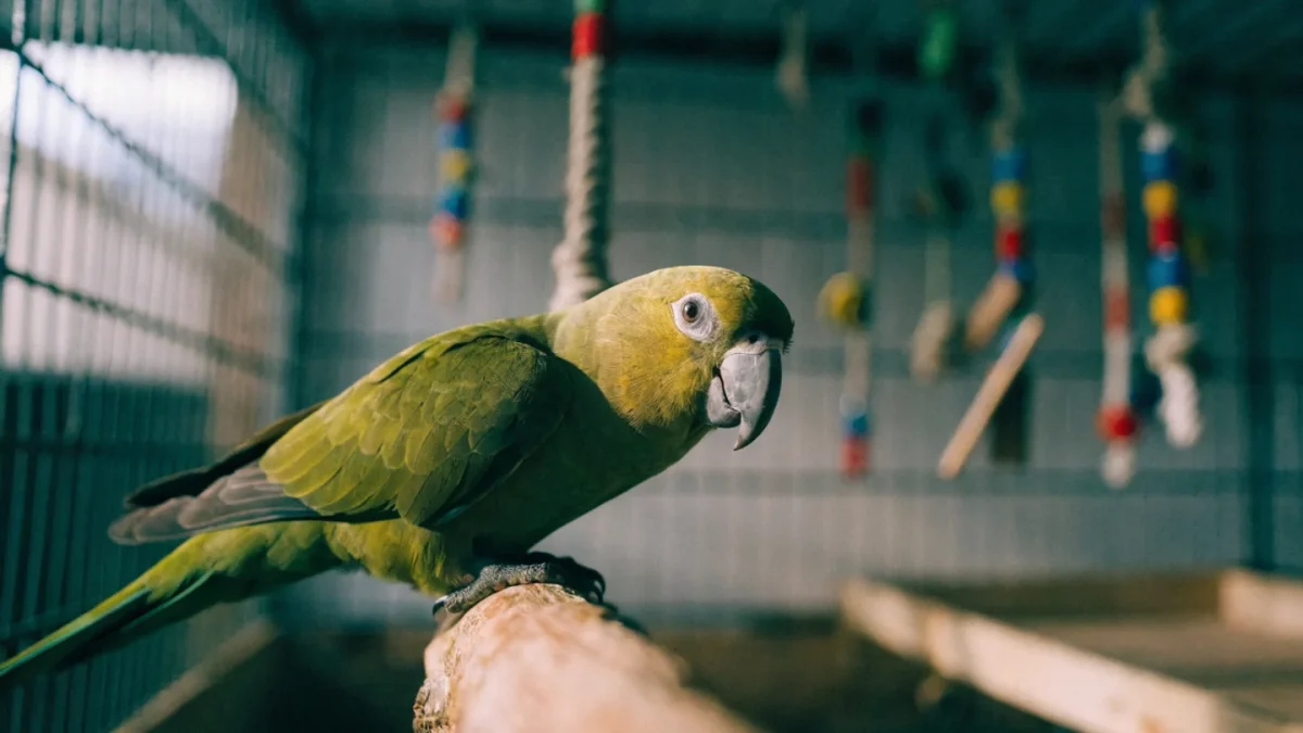 Medium Parrot Care Guide: Conures, Caiques, and Lories