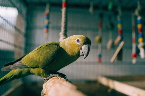 Green cheek conure perched on a natural wood branch inside a cage with foraging toys in natural light