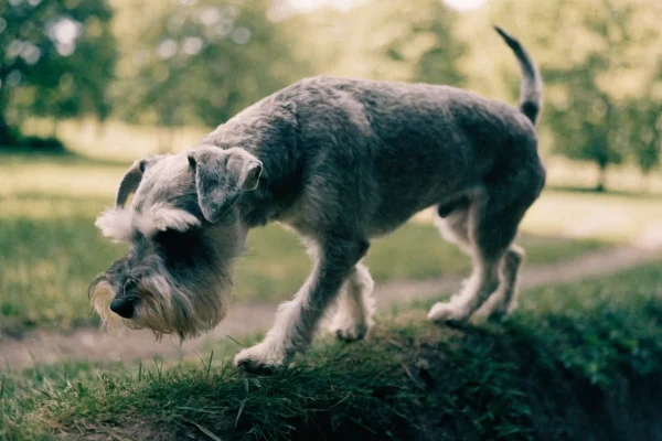 Salt-and-pepper miniature schnauzer sniffing along a grassy park path during a walk