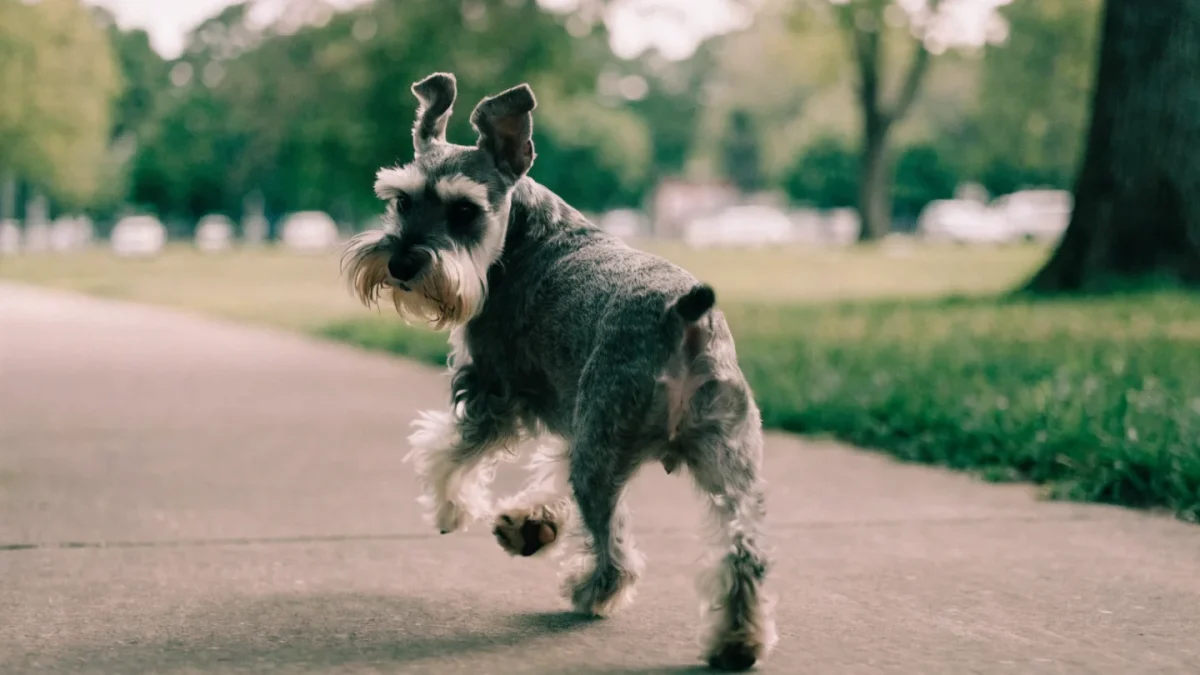 Miniature Schnauzer Genetics: Coat Colors, Parti Gene, and Health Markers