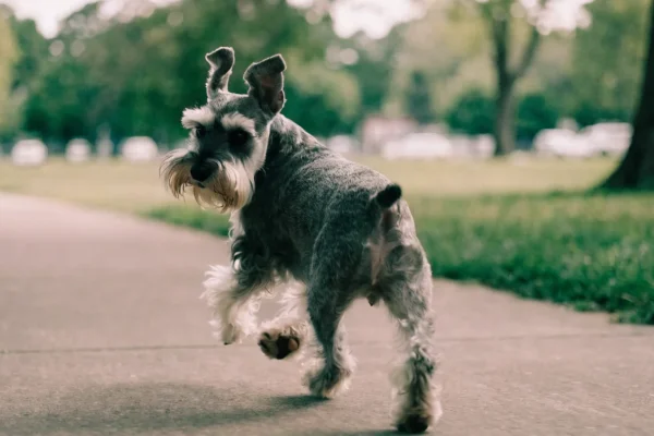 Salt-and-pepper Miniature Schnauzer with a wiry beard walking in a park