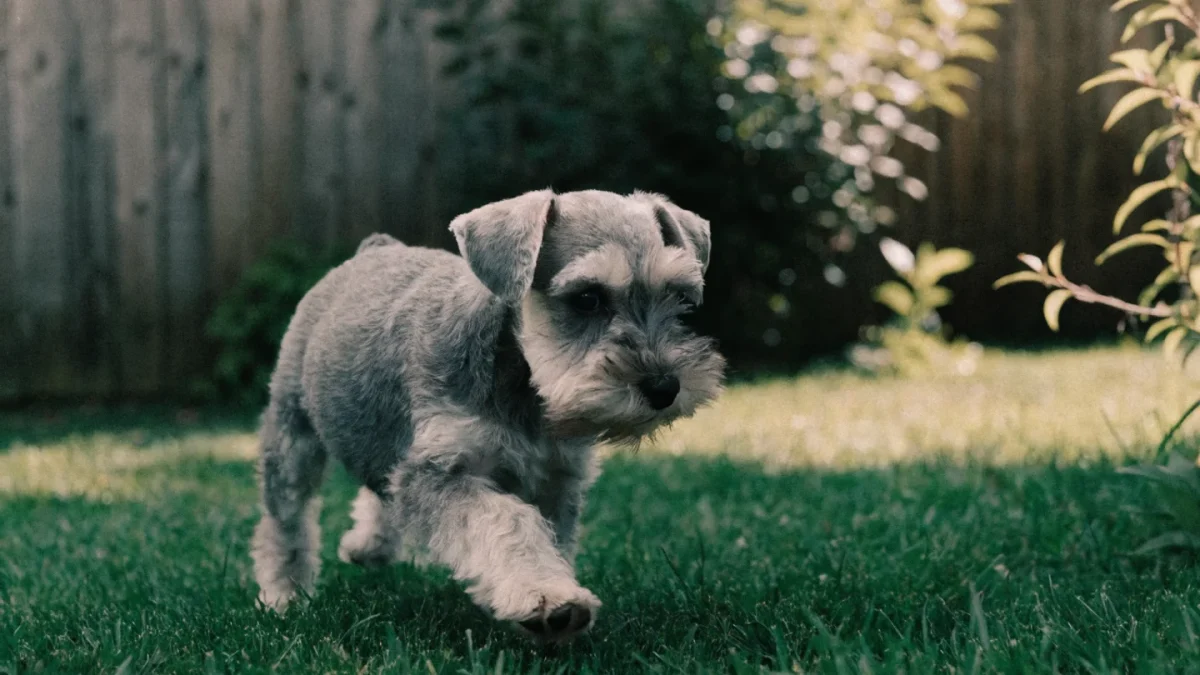 Miniature Schnauzer Puppy Buying Guide: What to Look For