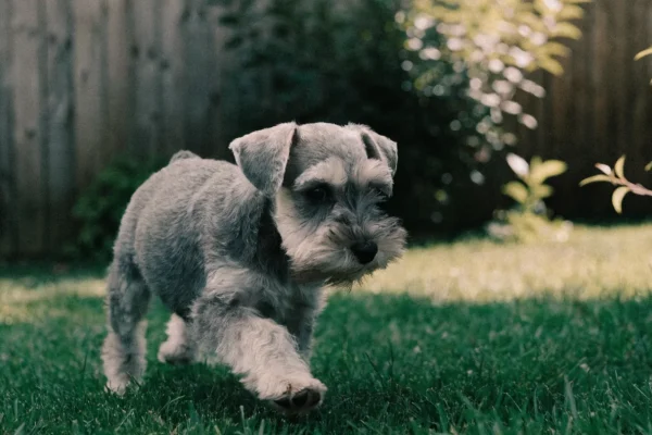 Salt and pepper Miniature Schnauzer puppy playing in a grassy breeder's yard
