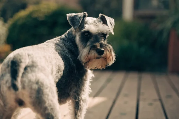 Miniature schnauzer with tilted head and alert expression standing on a wooden deck in afternoon sunlight
