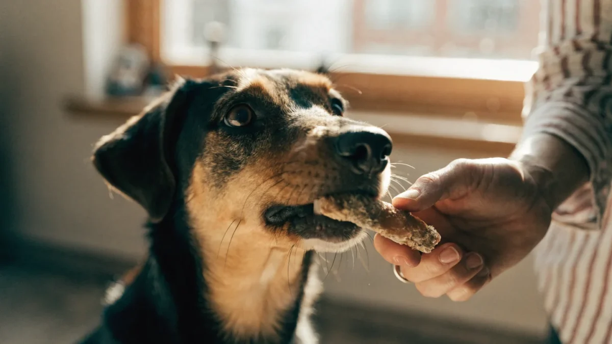 Mouthy Dogs: How to Stop Adult Dogs From Putting Their Mouth on People