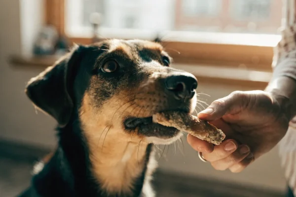 Dog redirected from mouthing to chew toy during play