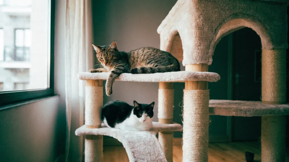 Living With Multiple Cats: The Complete Guide to Multi-Cat Harmony