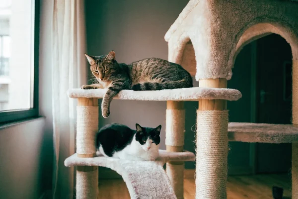 Two cats sharing a multi-level cat tree by a window in a peaceful multi-cat household