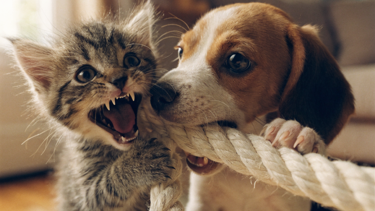 Needle Teeth and Razor Claws: Surviving the Puppy and Kitten Biting Phase