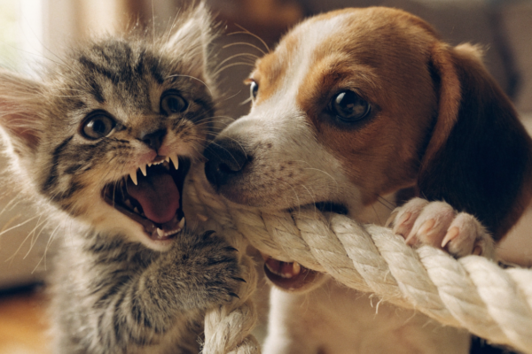 A playful puppy and kitten gnaw on a rope toy, highlighting their sharp baby teeth and claws.
