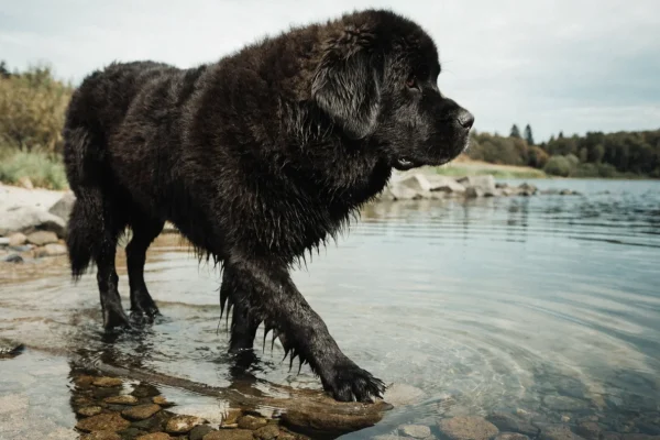 Large black Newfoundland wading through a calm lake shoreline