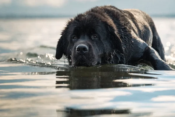 Large black Newfoundland swimming through calm open water