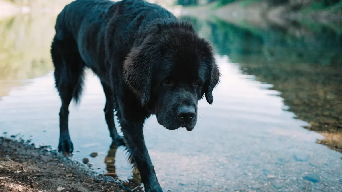 Newfoundland Genetics: Coat Colors, SAS Screening, and Cystinuria