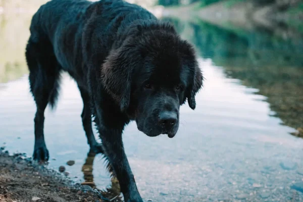 Large black Newfoundland dog standing at the edge of a calm lake