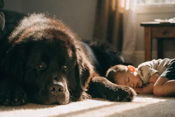Newfoundland dog lying calmly beside a small child in a sunlit living room