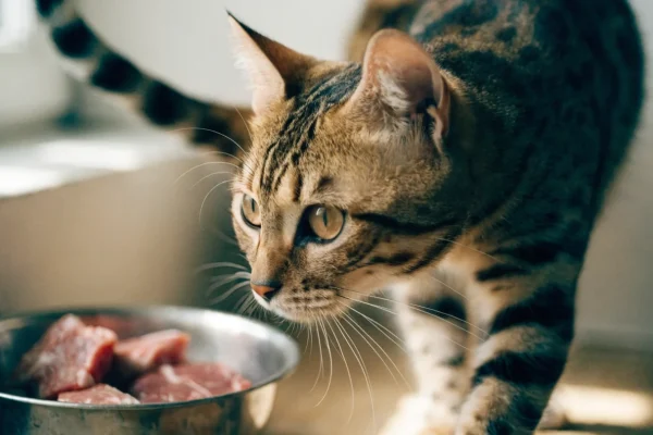 Bengal cat eating from a bowl of meat, illustrating natural carnivore feeding behavior