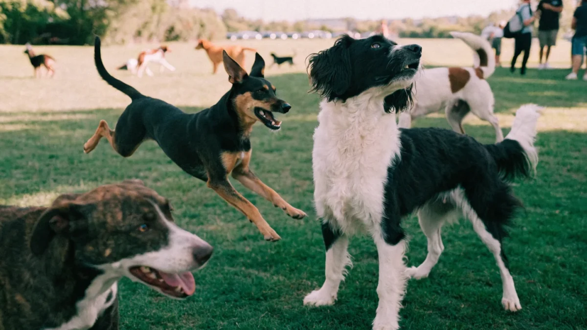 Off-Leash Dog Parks: Rules, Risks, and How to Prepare Your Dog