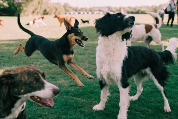 Dogs playing freely in an off-leash dog park with owners watching