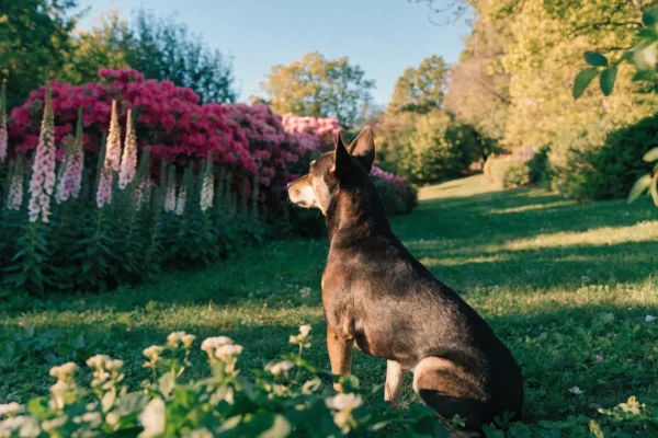 Garden with azalea bushes and foxglove flowers in afternoon light