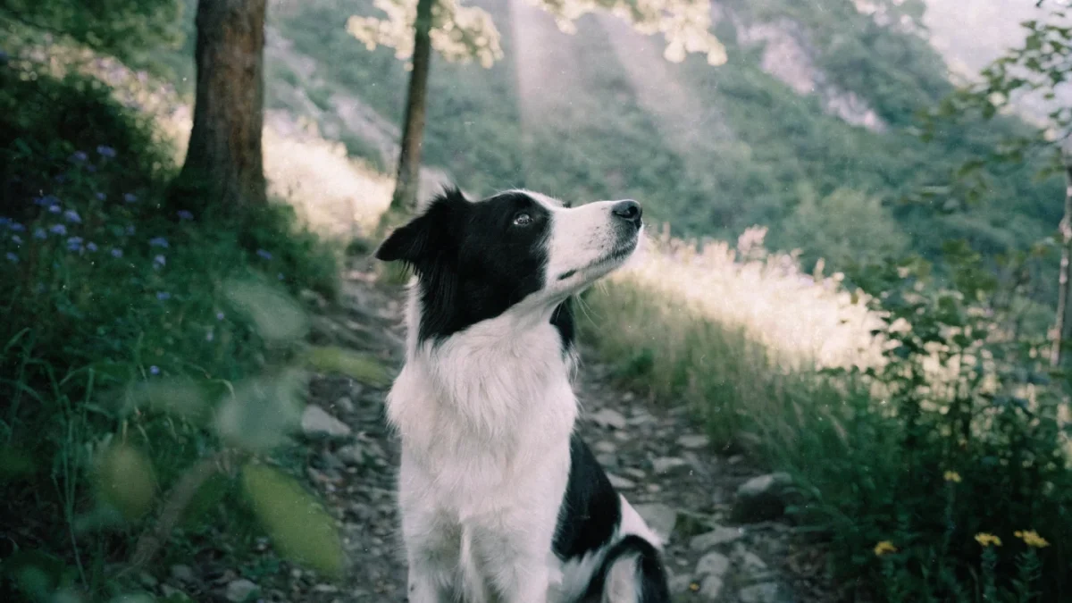 Outdoor Safety for Dogs and Cats: Wildlife, Terrain, and Natural Hazards