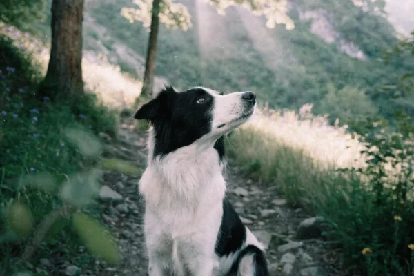 Border collie hiking on mountain trail through wildflowers and forest