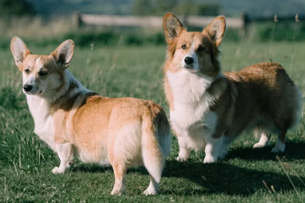 Pembroke and Cardigan Welsh Corgis standing together in a pasture