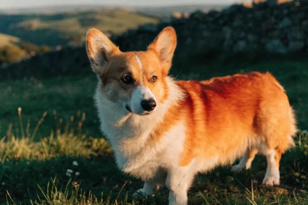 Red and white Pembroke Welsh Corgi standing alert on a green Welsh hillside at golden hour