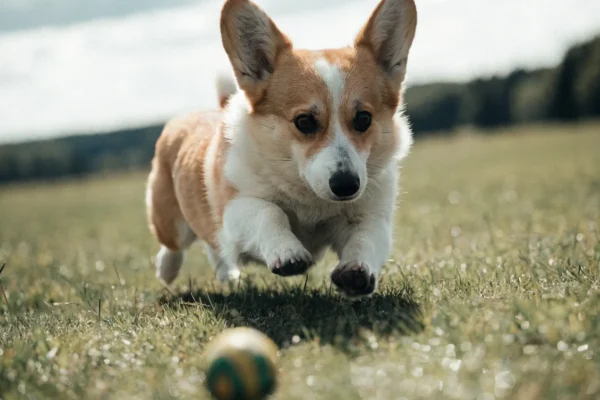 Pembroke Welsh Corgi trotting across a grassy field