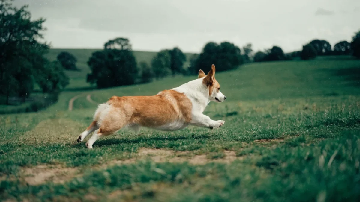 5 Common Misconceptions About Pembroke Welsh Corgis