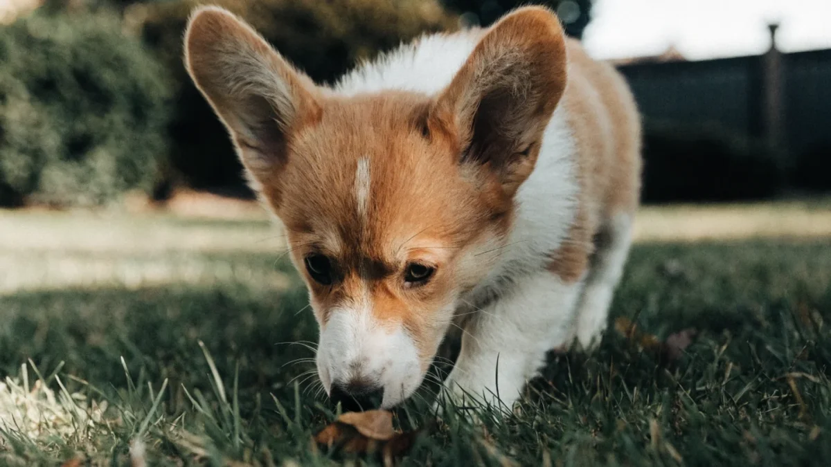 Pembroke Welsh Corgi Puppy Buying Guide: What to Look For