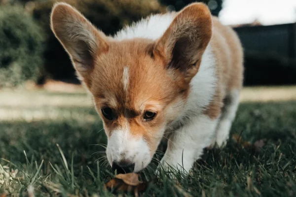 Red and white Pembroke Welsh Corgi puppy exploring a grassy backyard