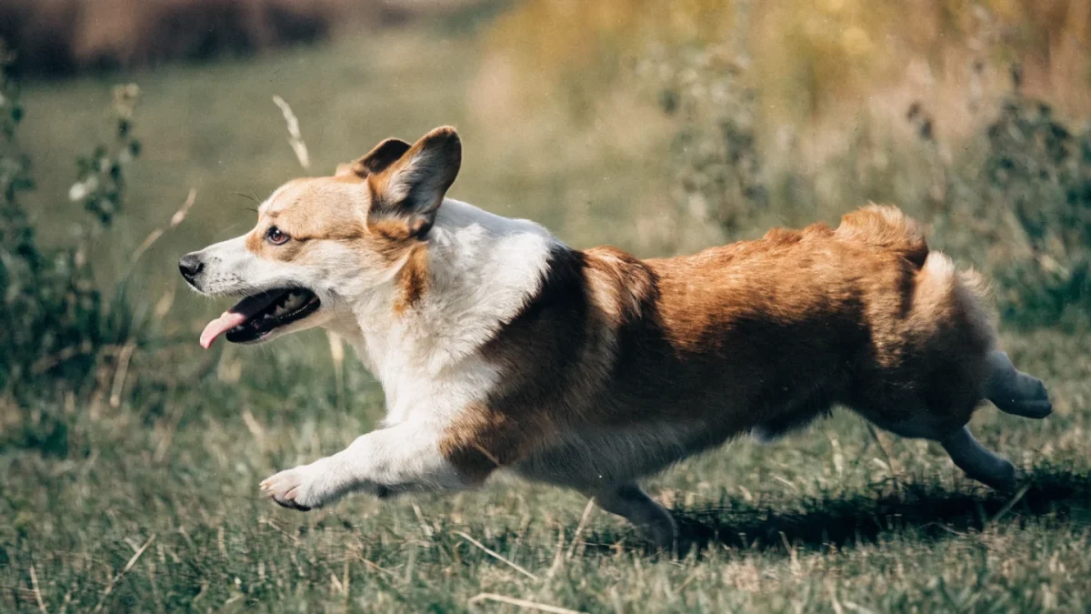 Pembroke Welsh Corgi Temperament: Big Dog Energy in a Low-Rider Body