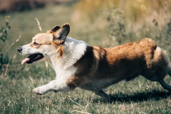 Pembroke Welsh Corgi running at full speed across a green field showing athletic intensity